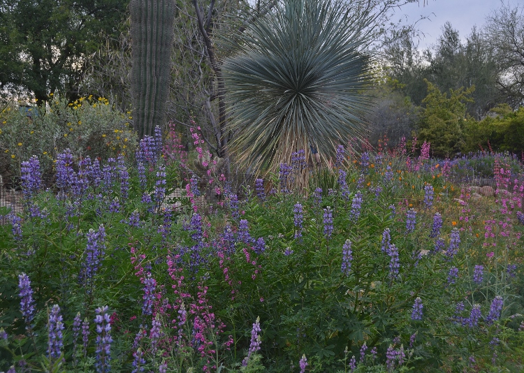 spring flowers
